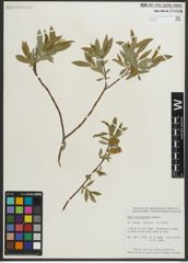 Foto von Salix myrtillifolia Anderson